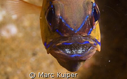 ring-tail cardinalfish with eggs in the mouth. by Marc Kuiper 
